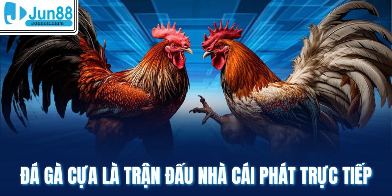 Đá gà cựa là trận đấu nhà cái phát trực tiếp