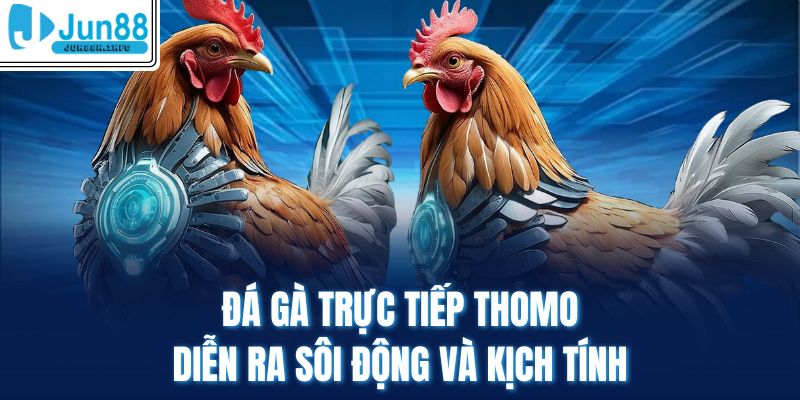 Đá gà trực tiếp Thomo diễn ra sôi động và kịch tính